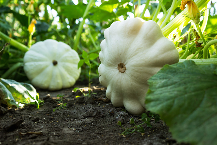 Cool Season Veggies for Chickens